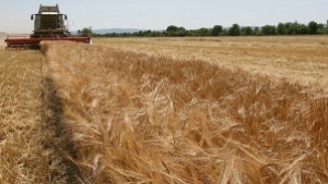 Прибраха над 90 от ечемика в Русенско