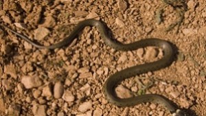 Змии ухапаха двама души