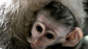 Маймунка се роди във варненския зоопарк