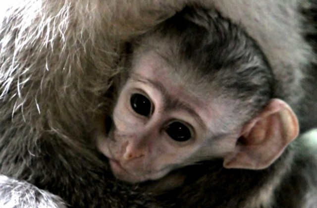 Маймунка се роди във варненския зоопарк