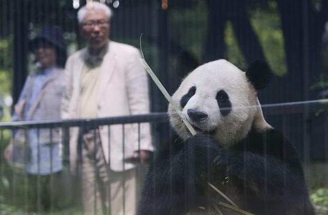 Гигантска панда се роди в зоопарк в Токио