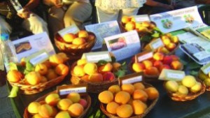 Найбързо цепене на кайсии правят в Тутракан