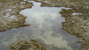 Рифовете намаляват с много бързи темпове