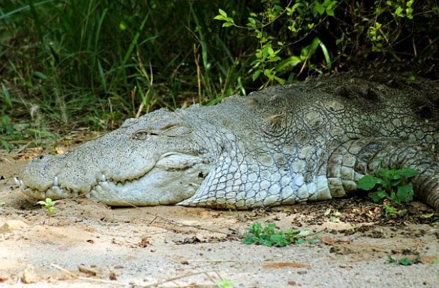 В Китай конфискуваха деликатесни крокодили