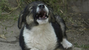 Над 400 кучета са кастрирани през изминалия месец