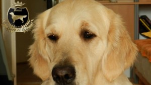 Черната отрова уморила 4 кучета е смъртоносна и за хората