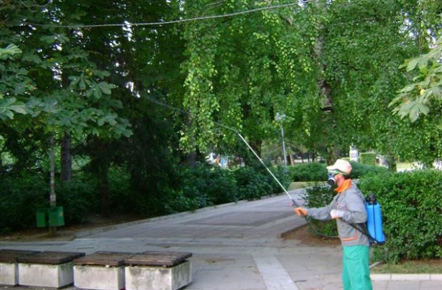 В Търговище продължава борбата с листоминиращия молец по кестените