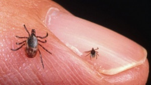 Четири случая на Лаймска болест за седмица