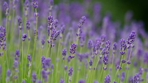 България изпреварва Франция по производство на лавандула