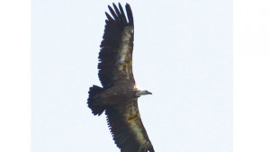 Врачански лешояд забелязан в Сърбия