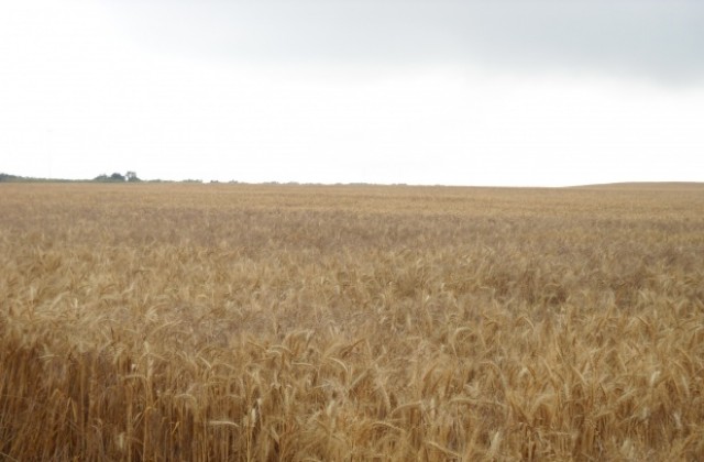 По-голямата част от пшеницата е прибрана, рано е да се прогнозира цената на хлебното зърно