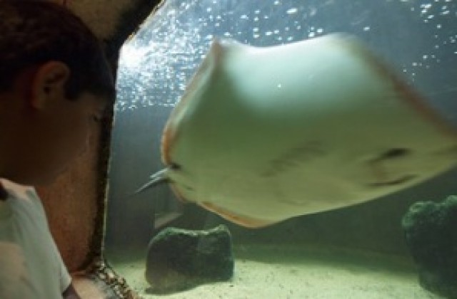 Варненският аквариум приютява над 80 вида морски обитатели