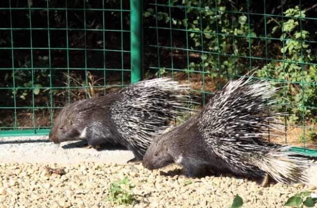 Две африкански бодливи свинчета са новата атракция в старозагорския зоопарк