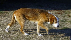 Пуснаха електронния регистър за кучета погват стопаните