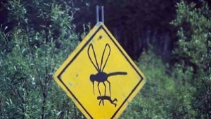 Избрана е фирма за пръскане срещу комари в Силистренско