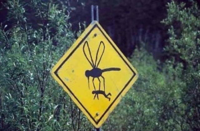 Избрана е фирма за пръскане срещу комари в Силистренско