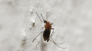 Комарите хапят хората с потопла кръв