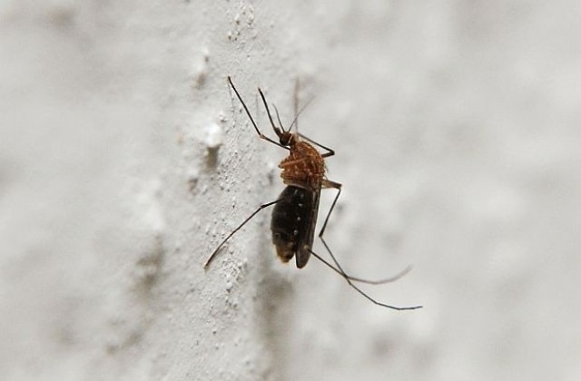 Комарите хапят хората с по-топла кръв
