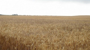 Поскъпването на зърното щяло да повлече нагоре цените и на