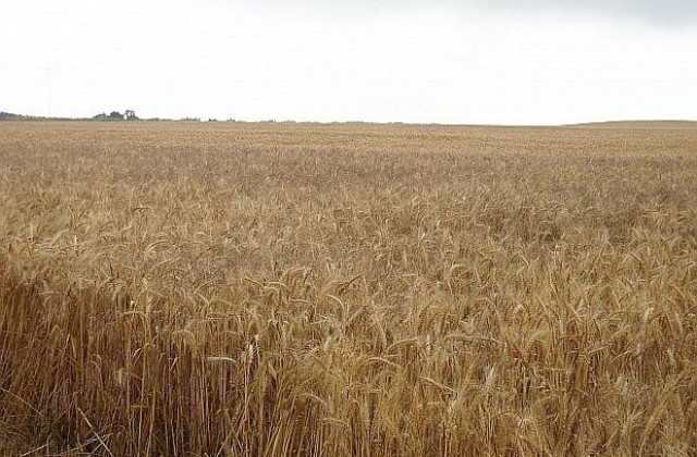 Поскъпването на зърното щяло да повлече нагоре цените и на други стоки
