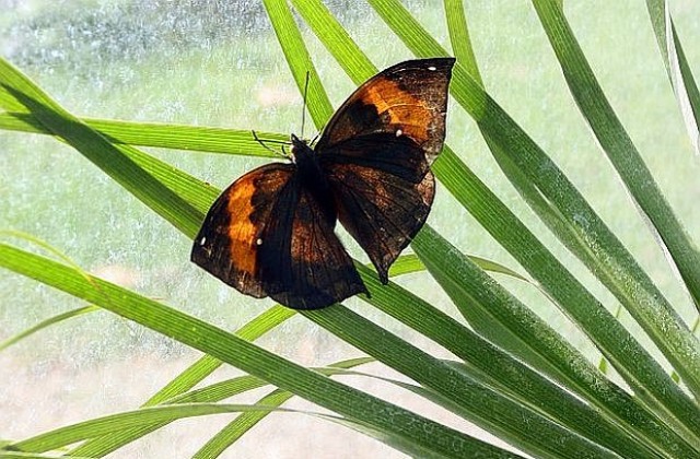 Пеперудите с тъмни крила летят по-дълго