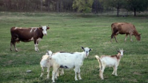 Бави се отварянето на мярката за млади фермери недоволства БСП