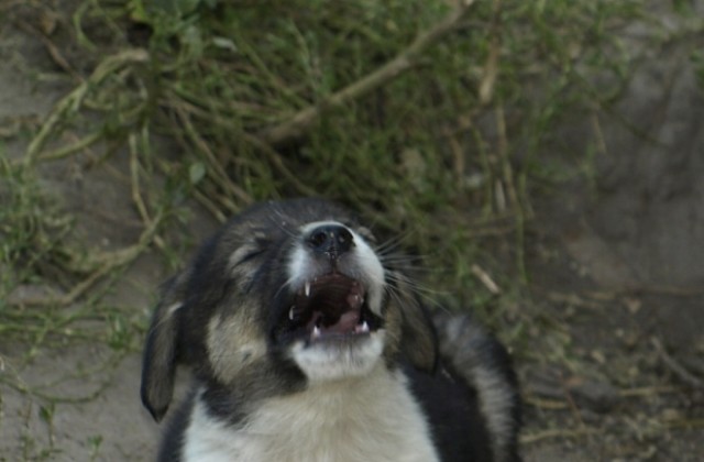 Общината пръска срещу бълхи