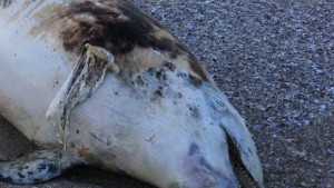 Намериха мъртъв делфин на плажа от институциите си били пас