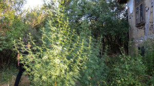 Задържаха жител на грКула отглеждал канабис