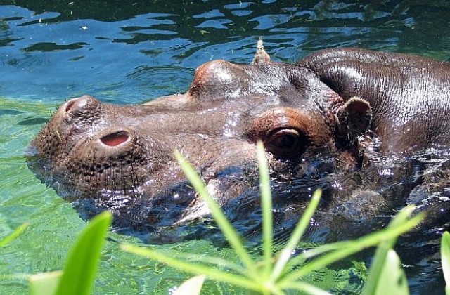 Най-старият хипопотам умря на 62 г.