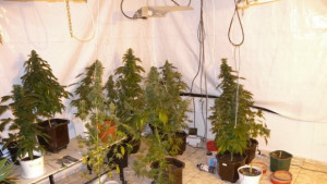 Разбиха домашна оранжерия за канабис