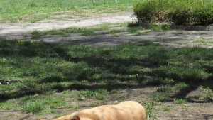 65 бездомни кучета са евтанизирани