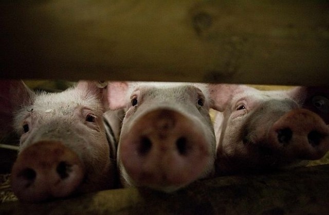 Предприемат превантивни мерки срещу заболяването Африканска чума при свинете