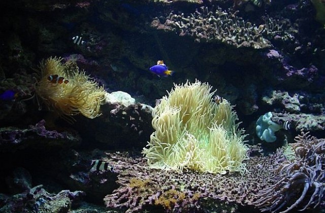 Испанска двойка се венча под водата