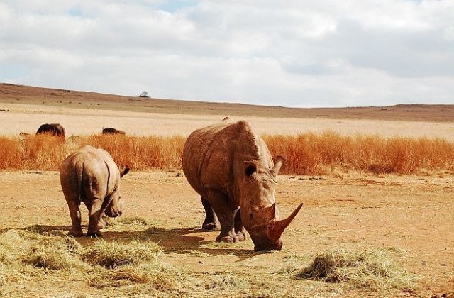 Сиропиталище за носорози отвори врати в ЮАР