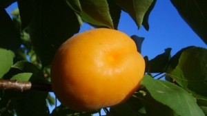 Варна четвърта по добив на кайсии у нас