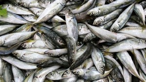 Бракуваха 142 килограма риба по Черноморието