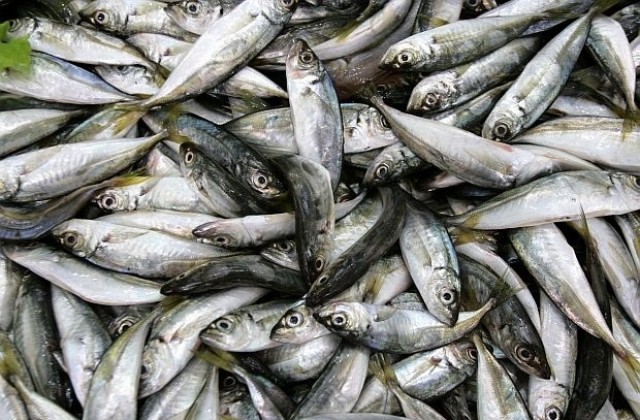 Бракуваха 142 килограма риба по Черноморието