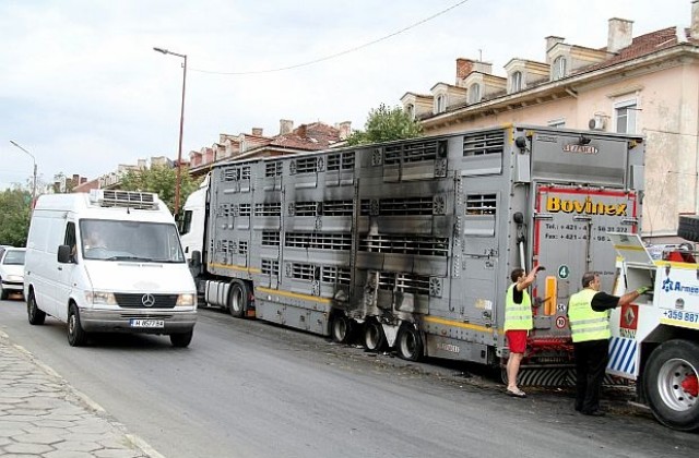 Огнеборци ловиха бикове след пожар в камион