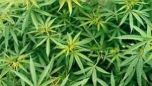 Иззеха 10 грама марихуана от жилище на двама братя
