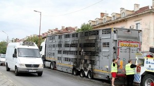 Огнеборци ловиха бикове в Димитровград след пожар в камион