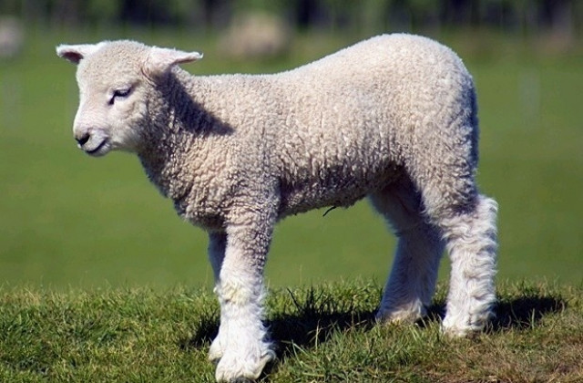 Частна фирма одира туристи в българско консулство в Украйна