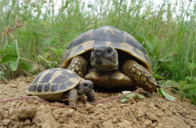 Полицията задържа 11 костенурки в дома на 61-годишен от Симеоновград