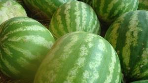 Бандити от Бъзовец откраднаха 400 кг дини от Батишница