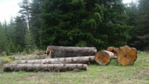Санданчани казаха НЕ на изсичането на дървета