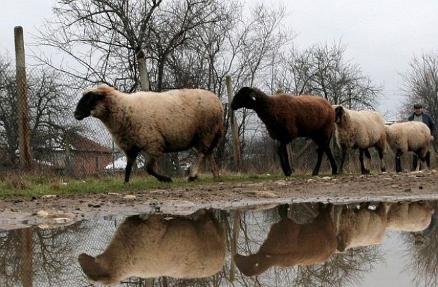 Овца блъсна кола