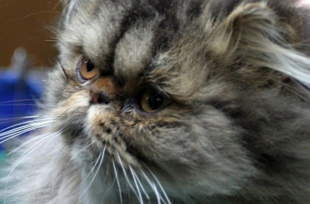 Котка е радикален кандидат за Сената на САЩ