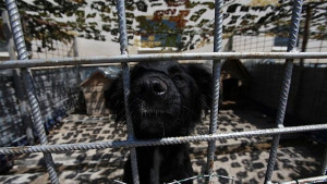 Изгражда се нов приют за кучета в землището на Горни