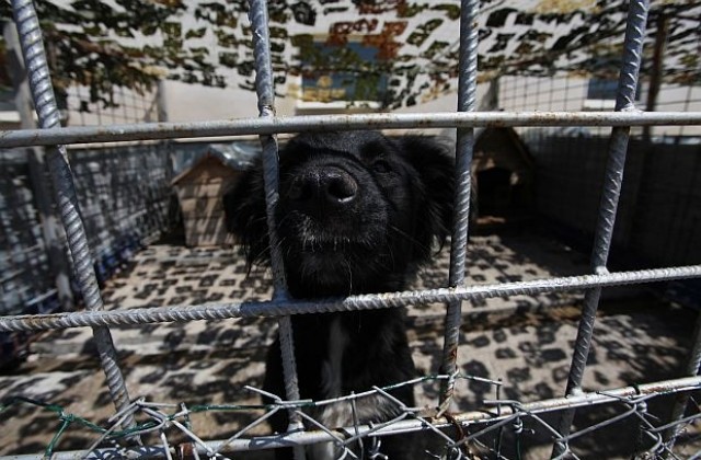 Изгражда се нов приют за кучета в землището на Горни Богров
