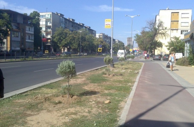 Нови иглолистни дръвчета красят улици в „Северен”